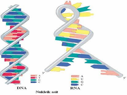 a / DNA,RNA.jpg